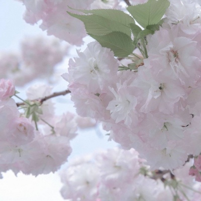 漠河福瑞交流群